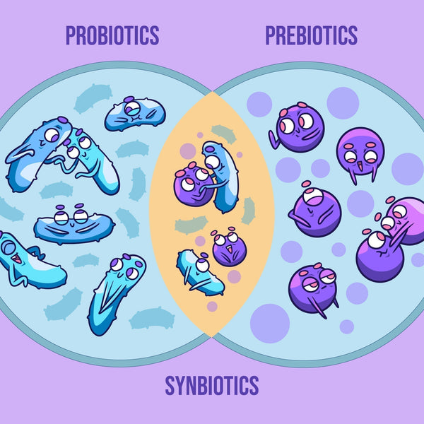 Psychobiotics: The Overlooked Connection Between the Gut and Mental Health